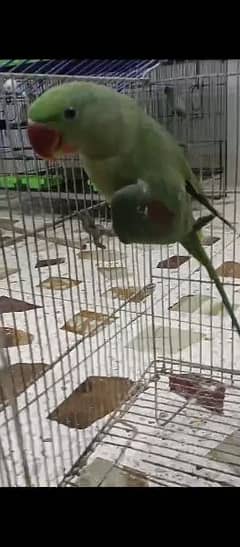 raw parrot patha available 7/8 month age wild 0