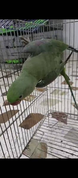 raw parrot patha available 7/8 month age wild 1