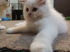 snow white punch face Persian Kitten