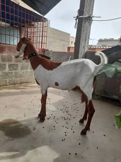 bakri 1 pao doodh ready for breading 6 dant