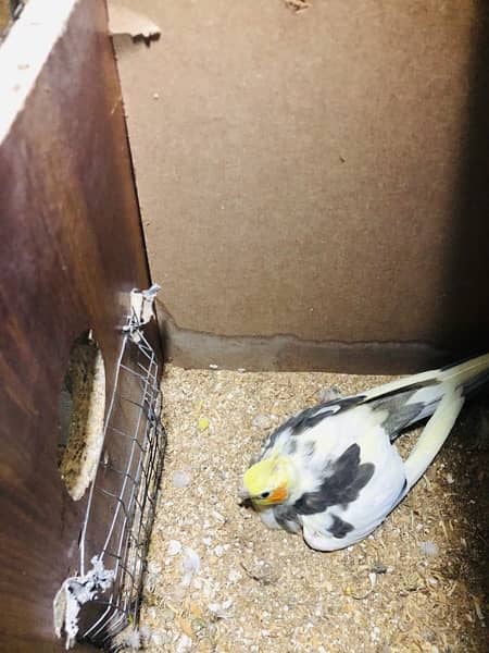 Cockatiels and budgies for sale 1