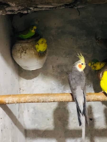 Cockatiels and budgies for sale 3