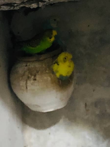 Cockatiels and budgies for sale 4