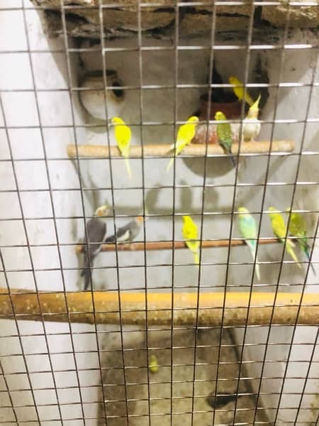 Cockatiels and budgies for sale 7