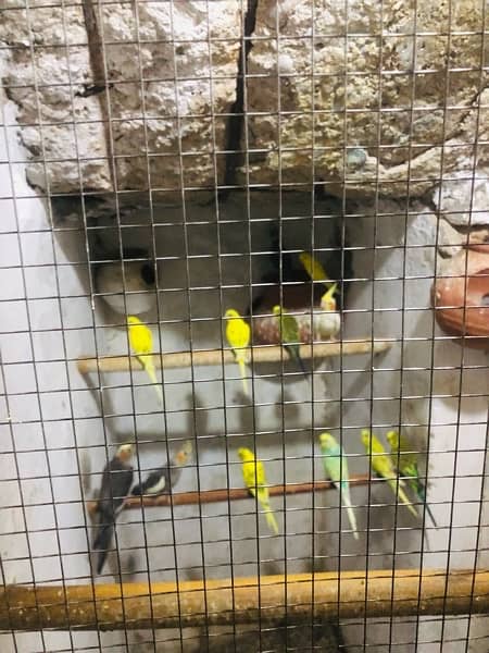 Cockatiels and budgies for sale 8