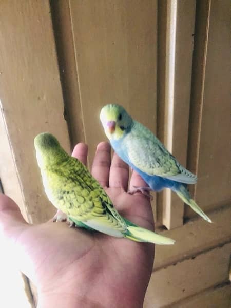 Cockatiels and budgies for sale 9