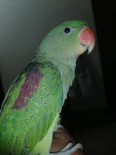 hand tame raw parrot whatsapp 0322.0. 433413