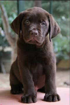 labrador chocolate puppy full active and healthy available for sale