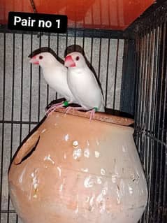 Bird canoure and java For sale 0321/7242445