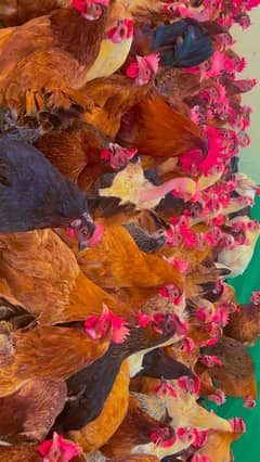 egg laying grauntee fresh golden misri hens