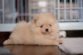 Pomeranian puppy