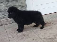 black shepherd / Germen shepherd pair/ Germen shepherd puppy