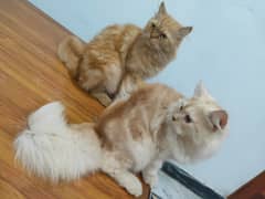 Triple coated persian Cat with 2 triple coated 6 months kitten