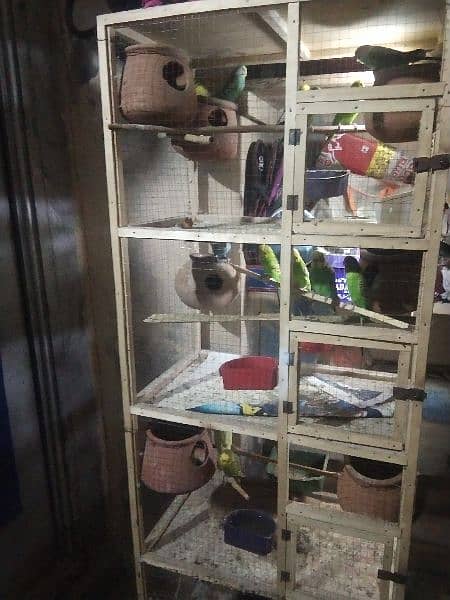 Australian parrots for sale with cage, 17  parrots 0