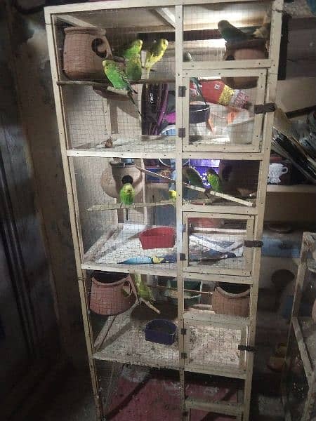 Australian parrots for sale with cage, 17  parrots 1