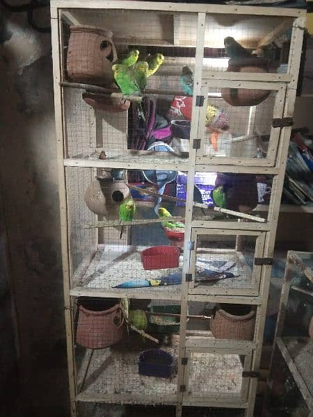 Australian parrots for sale with cage, 17  parrots 2