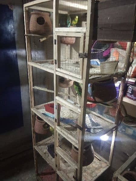 Australian parrots for sale with cage, 17  parrots 4