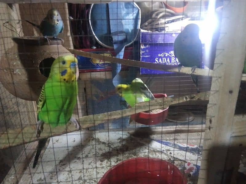 Australian parrots for sale with cage, 17  parrots 5