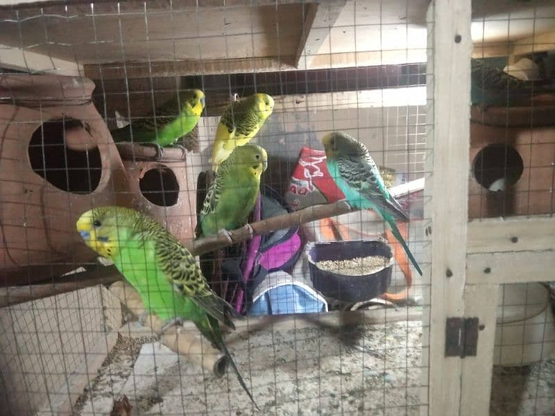 Australian parrots for sale with cage, 17  parrots 6