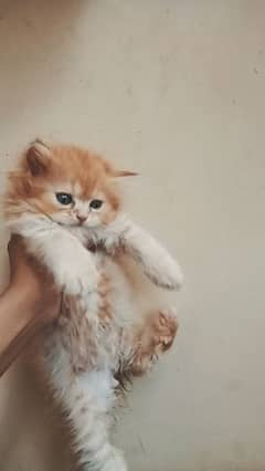 MALE KITTEN