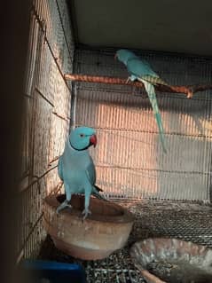 blue parrot