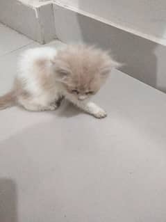 Persian Cat.