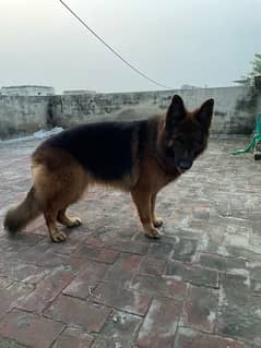 GSDcP female long coat breeder female