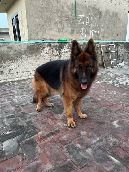 GSDcP female long coat breeder female 1