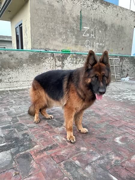 GSDcP female long coat breeder female 2