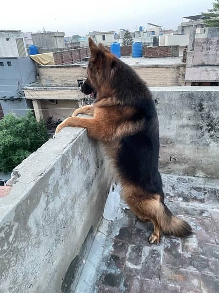 GSDcP female long coat breeder female 3