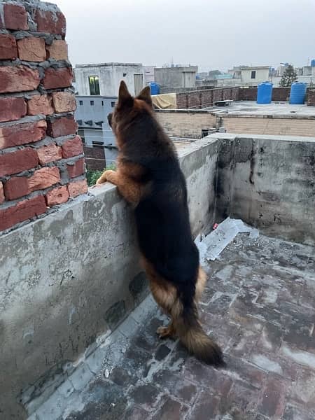 GSDcP female long coat breeder female 4