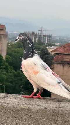 Pigeon For sell