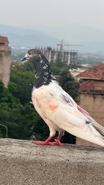 Pigeon For sell 0