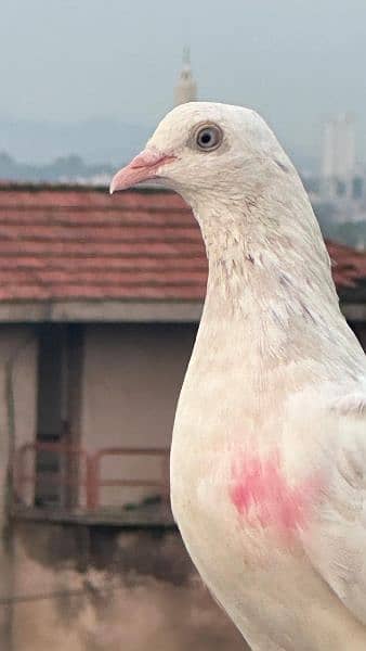 Pigeon For sell 3