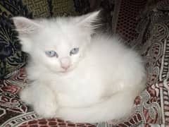 Persian triple coat kittens /blue eyes