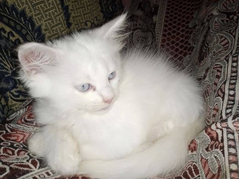 Persian triple coat kittens /blue eyes 1