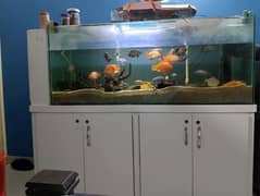 aquariums for sale 5ft and 4ft and 2ft