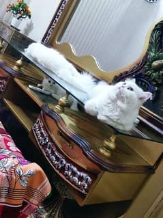 Male and female persian cats