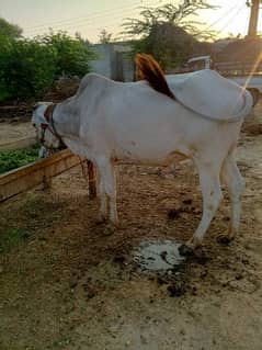 Dajli Bchda for sell bull (/03/2/3/6/8/1/0/3/4/7/)