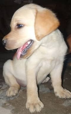 *|Labrador female puppy|*Available|Full Active and Brilliant dog|sale