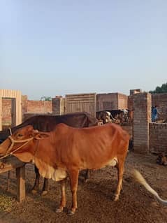 Desi 1 timer Cow