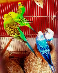 Australian birds for sale 04 pairs with cage