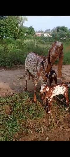 Makhi cheni goat for sale with 2 baby