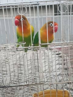 love birds green Fischer pair