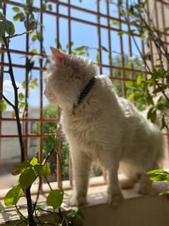 Triple Coat White Persian Cat At Reasonable Price