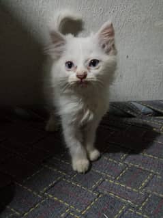 white Persian kitten with triple coated fur