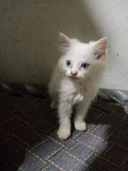 white Persian triple coated fur  cat/kitten 2