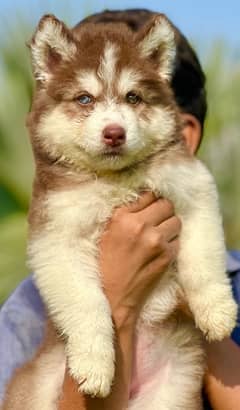 SIBERIAN HUSKY long coat pedigree puppy