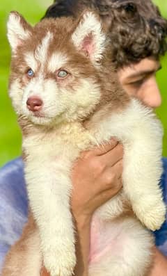 SIBERIAN HUSKY long coat pedigree puppy