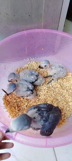 african grey chicks